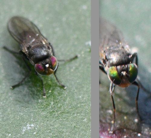 Hydrellia sp.